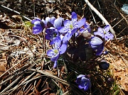 76 Erba Trinità - Hepatica Nobilis 